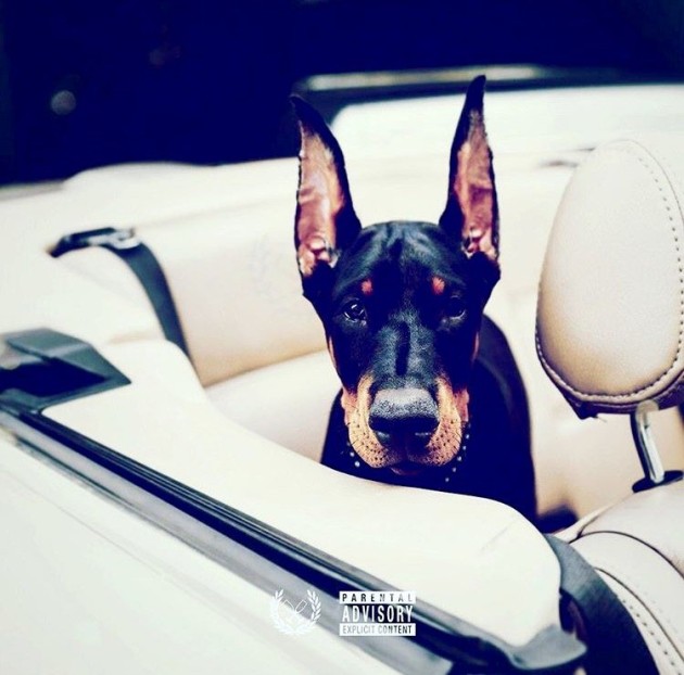 vinny-chase